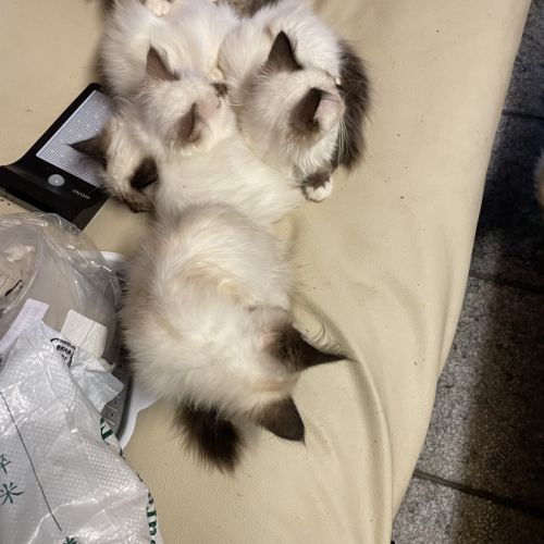 5 chatons pure race sacré de birmanie avec loof