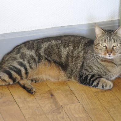 Ramires à l'adoption, #1