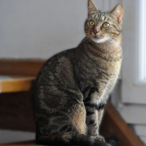 Ramires à l'adoption,