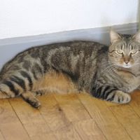 Ramires à l'adoption, #1