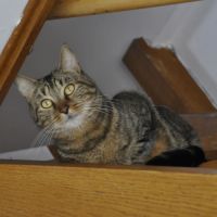 Ramires à l'adoption, #3