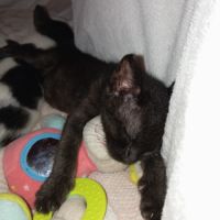 Clever à l'adoption