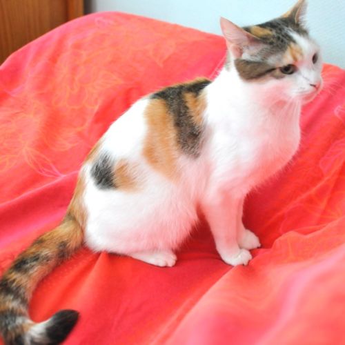 Aimy à l’adoption #1