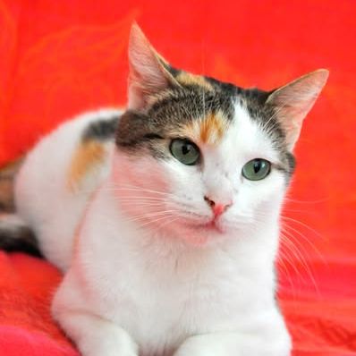 Aimy à l’adoption #2