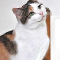 Aimy à l’adoption #0