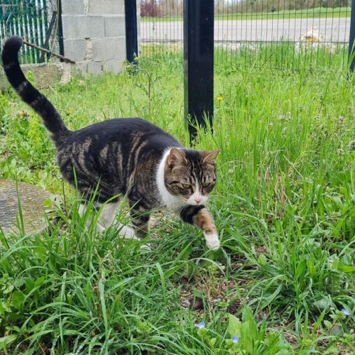 Rhea à l'adoption, #1