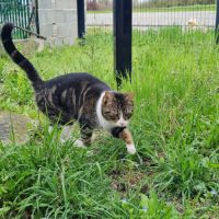 Rhea à l'adoption, #1