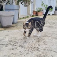 Rhea à l'adoption, #2