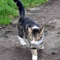 Rhea à l'adoption, #0