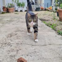 Rhea à l'adoption, #4