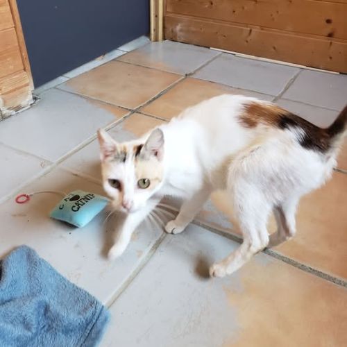 Zelda à l’adoption, #1