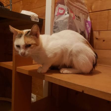 Zelda à l’adoption, #4