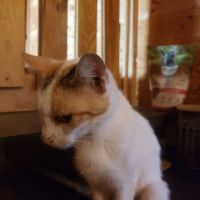 Zelda à l’adoption, #2