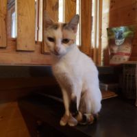 Zelda à l’adoption, #0