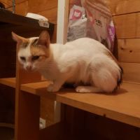 Zelda à l’adoption, #4