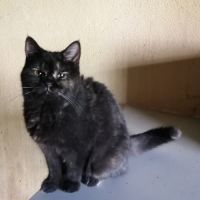 Chatonne british shorthair black tortie , non loof