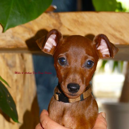 Pinscher nain inscrit au lof #0