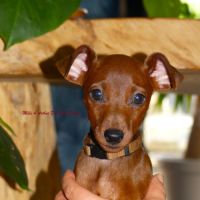 Pinscher nain inscrit au lof