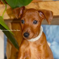 Pinscher nain inscrit au lof #2