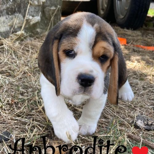 Chiot beagle lof a vendre #1