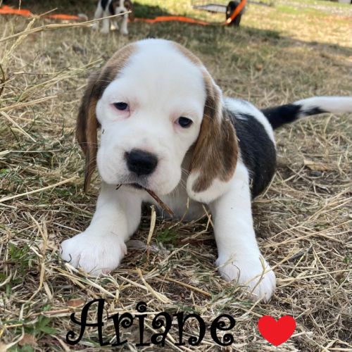 Chiot beagle lof a vendre #3