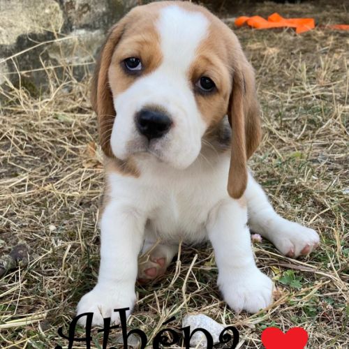 Chiot beagle lof a vendre #5