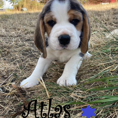 Chiot beagle lof a vendre #6