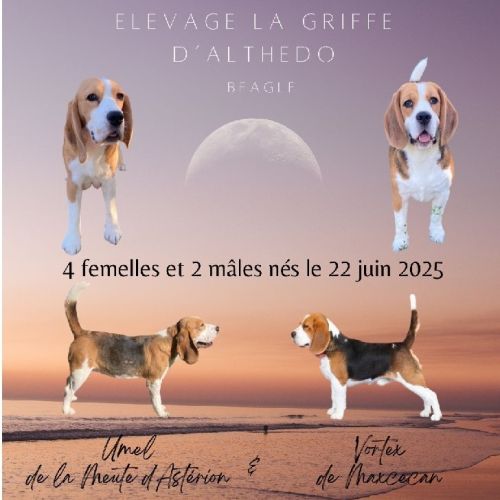 Chiot beagle lof a vendre