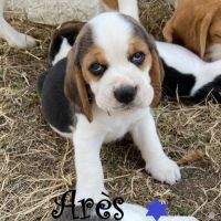 Chiot beagle lof a vendre #2