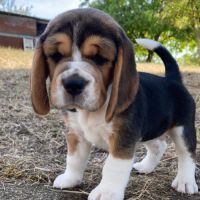 Chiot beagle lof a vendre #4