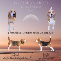 Chiot beagle lof a vendre #0