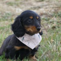 Chiots femelles teckel nain poil long