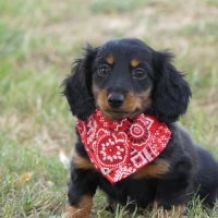 Chiots femelles teckel nain poil long #2