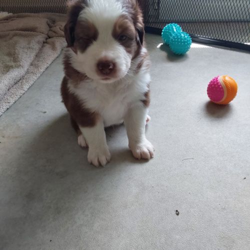 Chiots berger australien #2