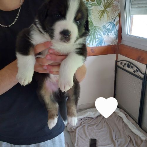 Chiots berger australien #5