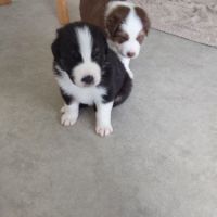 Chiots berger australien #1