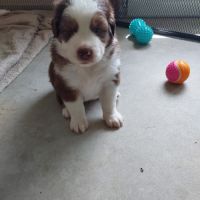 Chiots berger australien #2