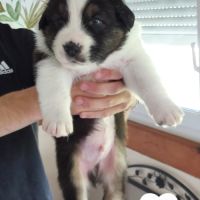 Chiots berger australien