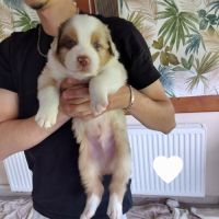 Chiots berger australien #4