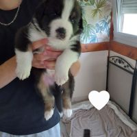 Chiots berger australien #5