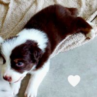 Chiots berger australien #6