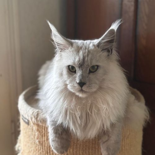 1 chaton maine coon loof male (gros gabarit) dispo