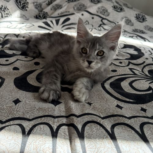 1 chaton maine coon loof male (gros gabarit) dispo #3