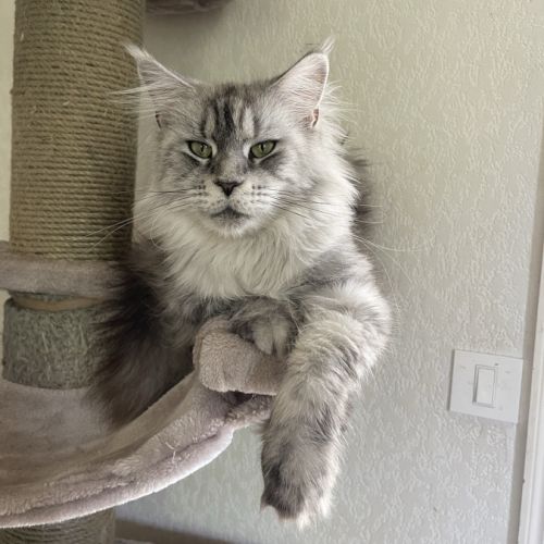 1 chaton maine coon loof male (gros gabarit) dispo #5