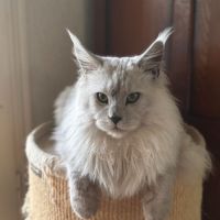 1 chaton maine coon loof male (gros gabarit) dispo #0