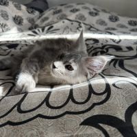 1 chaton maine coon loof male (gros gabarit) dispo #2