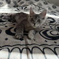 1 chaton maine coon loof male (gros gabarit) dispo #3