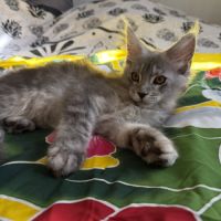 1 chaton maine coon loof male (gros gabarit) dispo #4