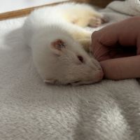 Bebe furet albinos de 2mois et demi