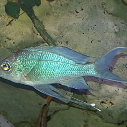 Ophtalmotilapia ventralis orange cap kasanga f1